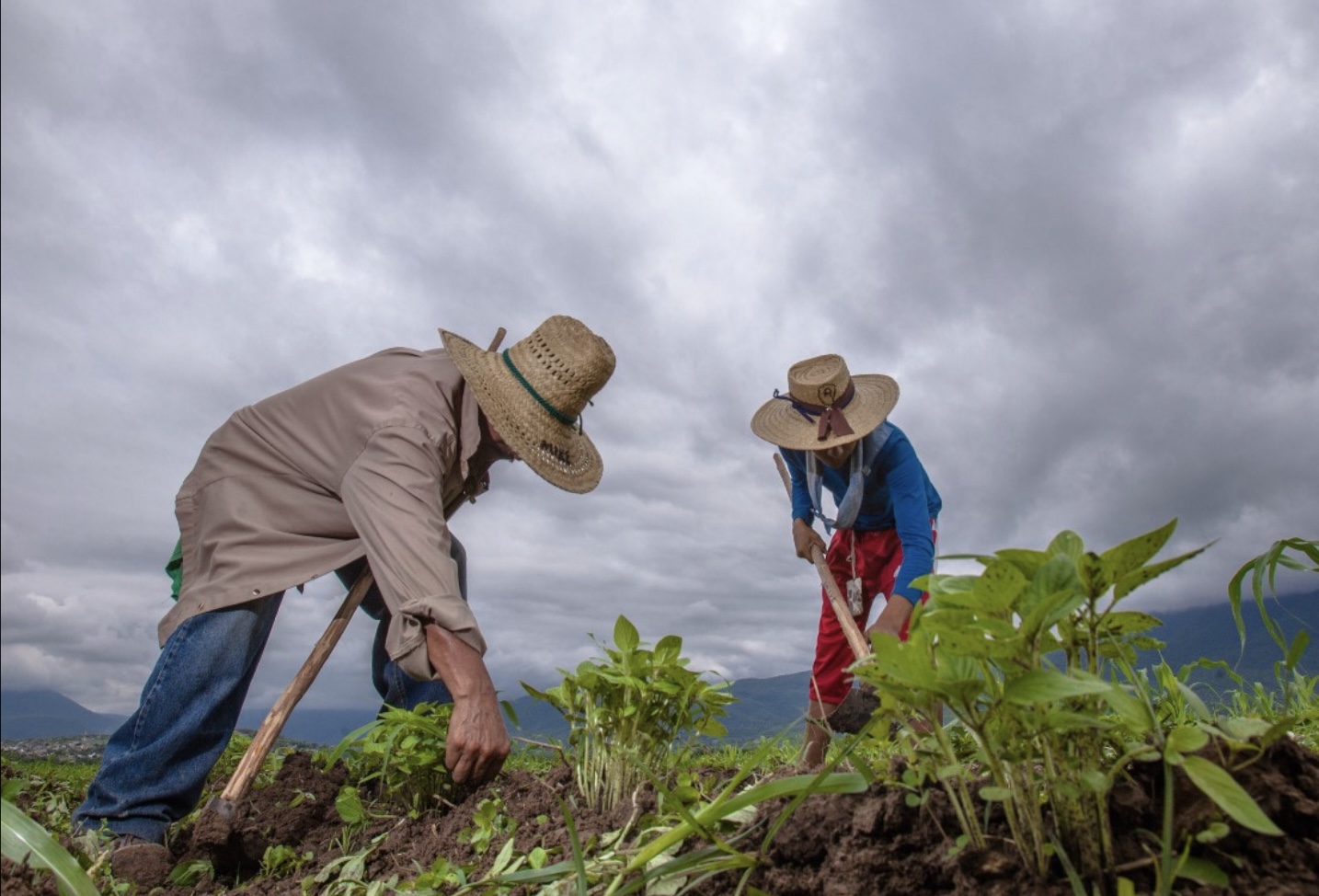 Agricultura sostenible